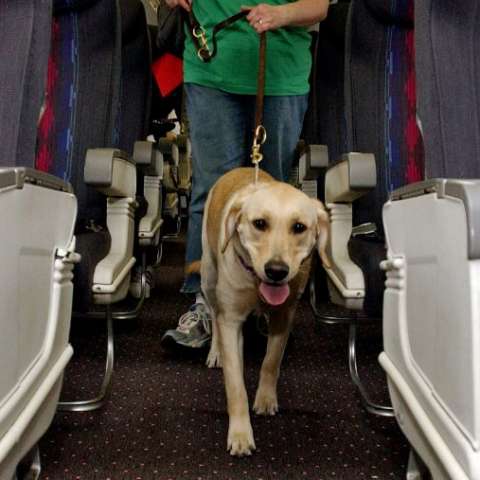 Southwest Airlines zabranio prevoz emotional support zivotinja u kabini<br /><br />